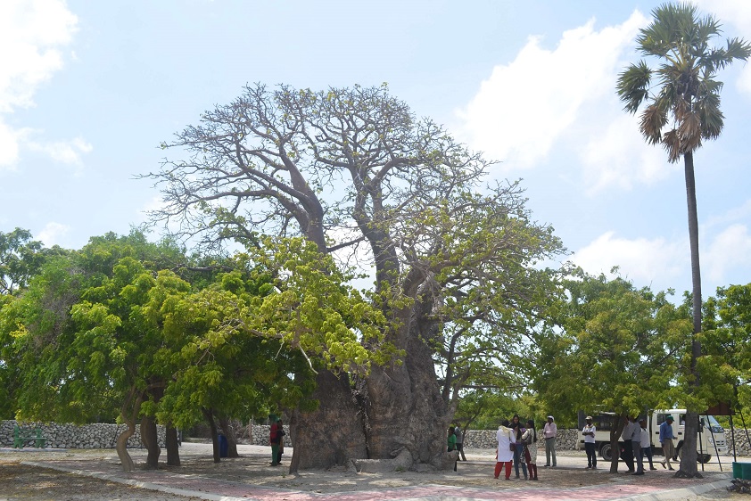Delft Baobab Tree | Jaffna