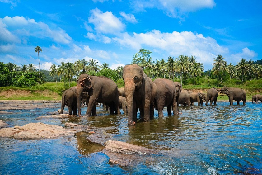 Pinnawala Elephant Orphanage | Kegalle
