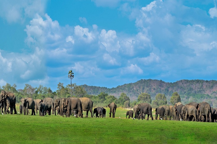 Minneriya National Park | Sigiriya